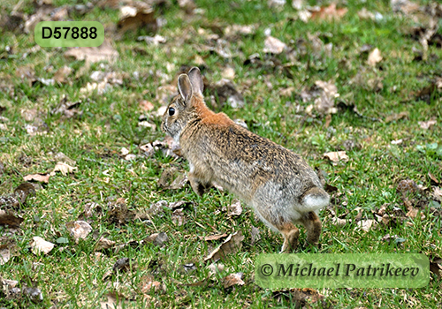 Eastern Cottontail (Sylvilagus floridanus)